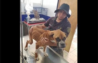 Rescatan a Luna, perrita boxer abandonada en una azotea de la alcaldía Cuauhtémoc