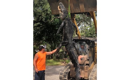 Atrapan al "Godzilla de Florida", un caimán de más de 3 metros y medio de largo