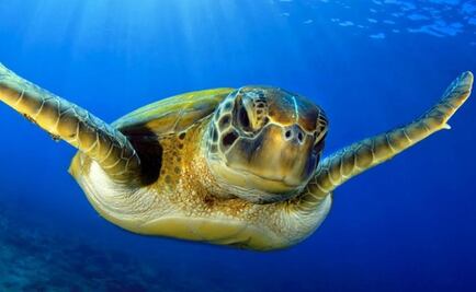 Cambio climático está convirtiendo en hembras a todas las tortugas marinas