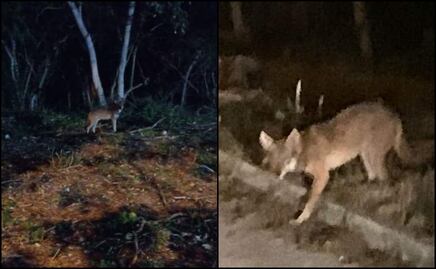 Captan a un coyote en zona habitacional de Mérida, Yucatán