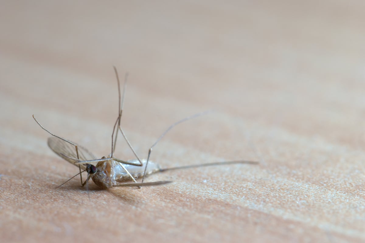 ¿Qué poner en tu casa para evitar mosquitos en temporada de calor y lluvias? Productos que sí funcionan