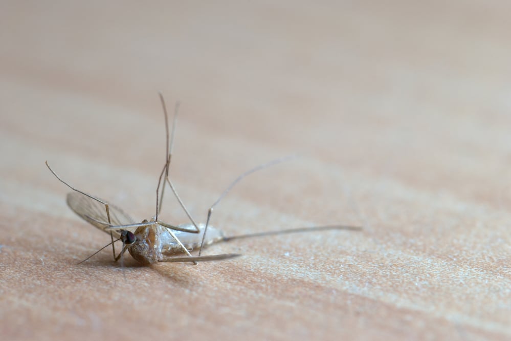 Repelentes eléctricos, velas aromáticas y mosquiteros pueden ayudar a reducir la presencia de mosquitos dentro del hogar durante la temporada de lluvias. Foto:Canva