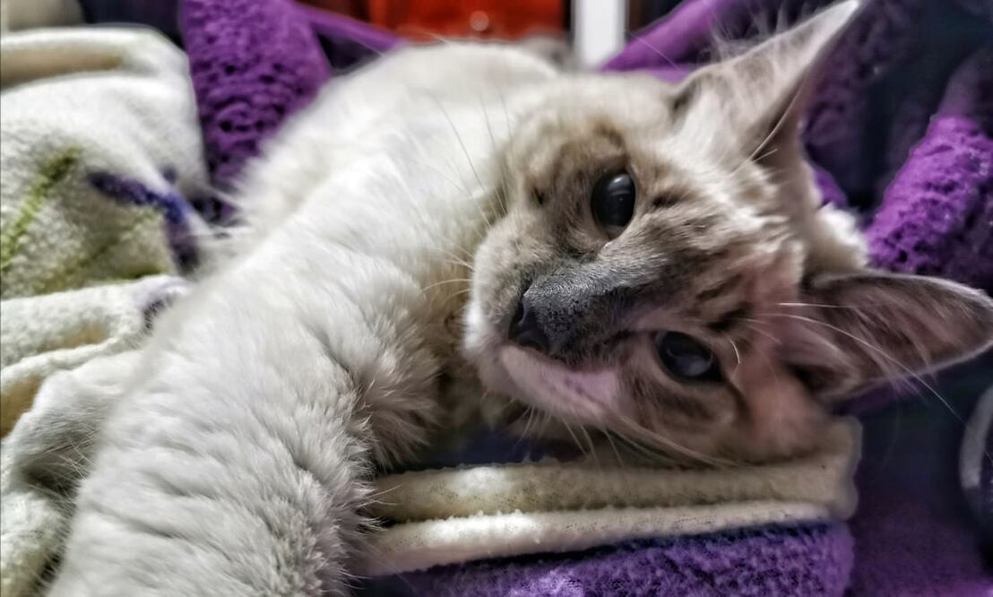 El Gato Fest 2020 pretende reunir más de 10 toneladas de alimentos para ayudar a varios gatos que viven en refugios / Foto: Especial