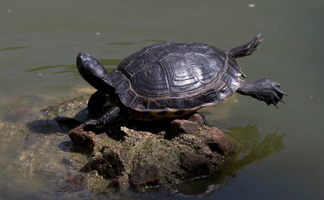(Foto: Archivo / AP)