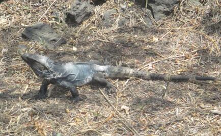 Iguana negra, un nuevo habitante en la UNAM