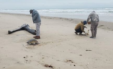 Rescatan 40 tortugas verdes varadas por onda gélida en playa de Tamaulipas; tenían hipotermia