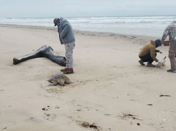Rescatan 40 tortugas verdes varadas por onda gélida en playa de Tamaulipas; tenían hipotermia
