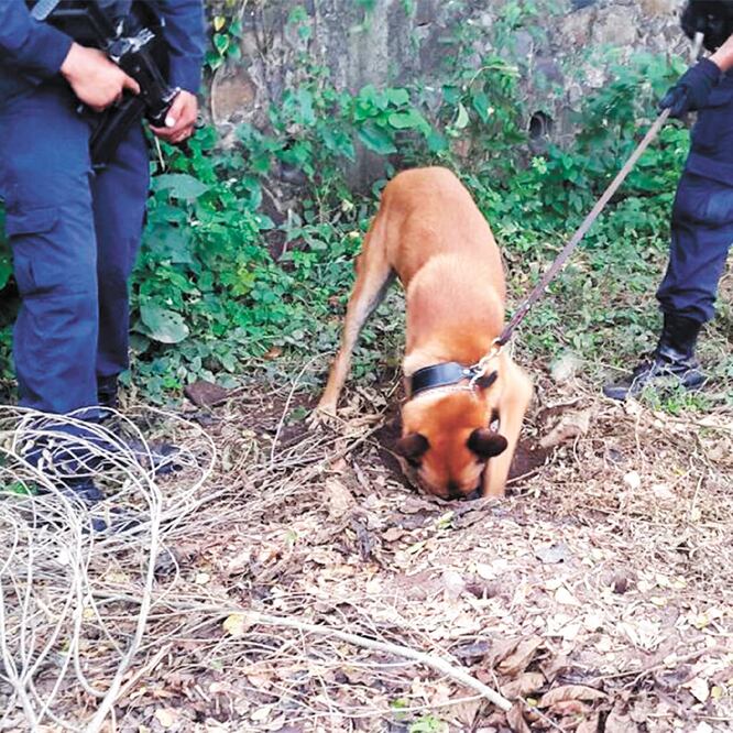 Arranque. En una primera investigación, la fiscalía localizó los cuerpos de 19 personas en 11 fosas. ARCHIVO EL UNIVERSAL
