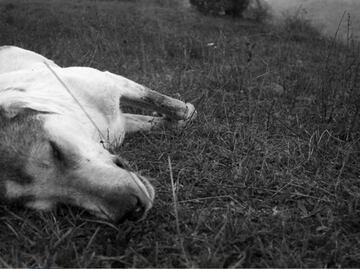 Indagan presunto envenenamiento de mascotas en fraccionamiento de Culiacán, Sinaloa