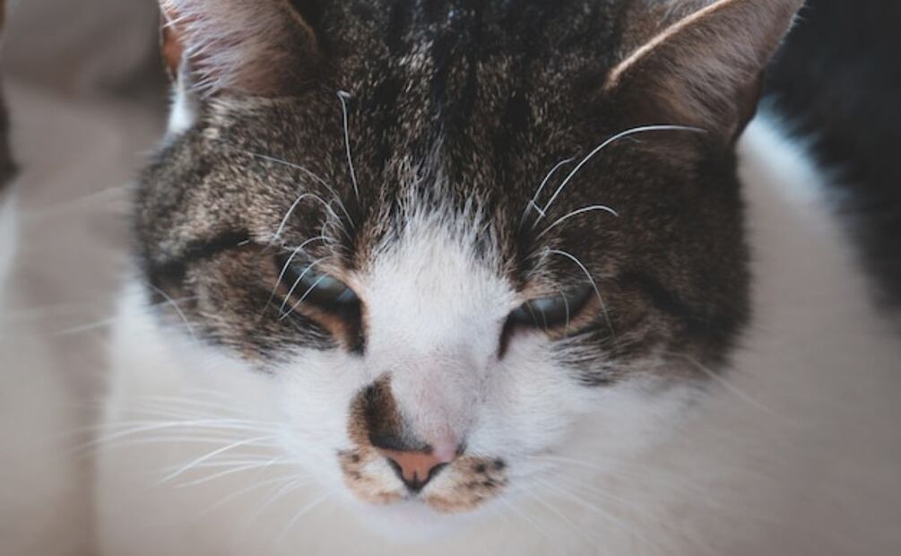 Las legañas en los ojos de los gatos pueden ser preocupantes. Fuente: Freepik.