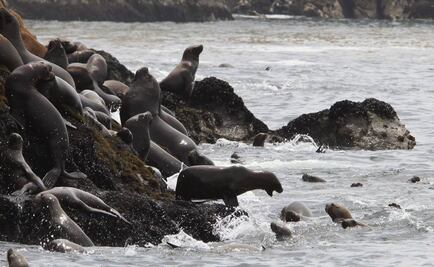 Usan drones para censar lobos marinos en BC