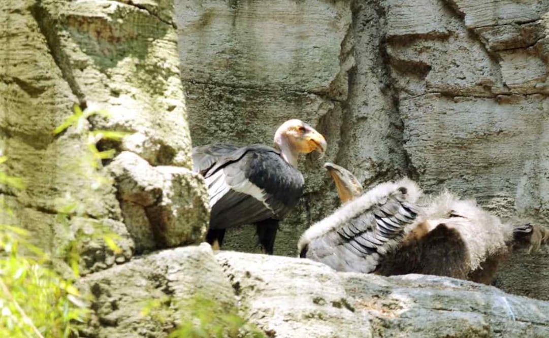 Las opciones de nombres son en lengua indígena Kiliwa. Foto: Especial
