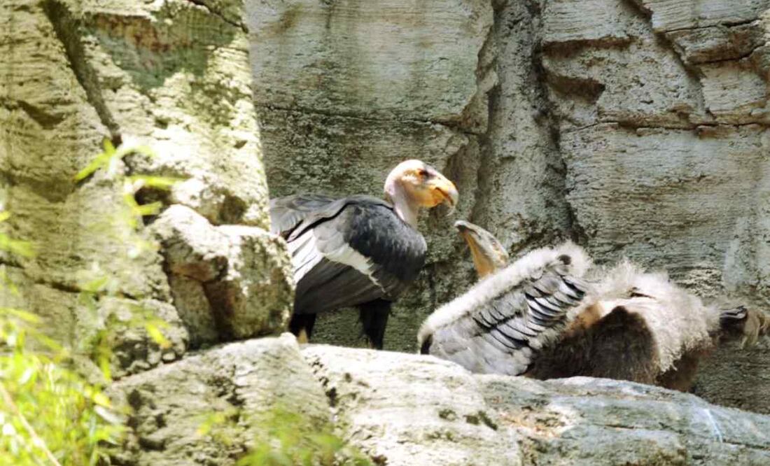 Las opciones de nombres son en lengua indígena Kiliwa. Foto: Especial