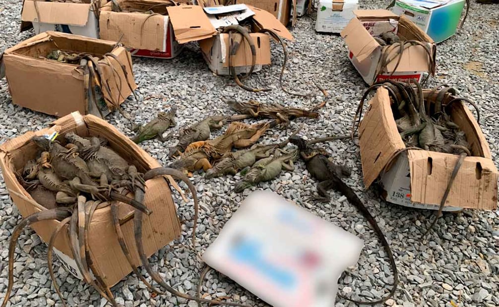 Profepa reporta el rescate de 192 ejemplares de iguanas verdes que eran trasladados amontonados en cajas; 31 murieron (06/04/2026). Foto: Profepa