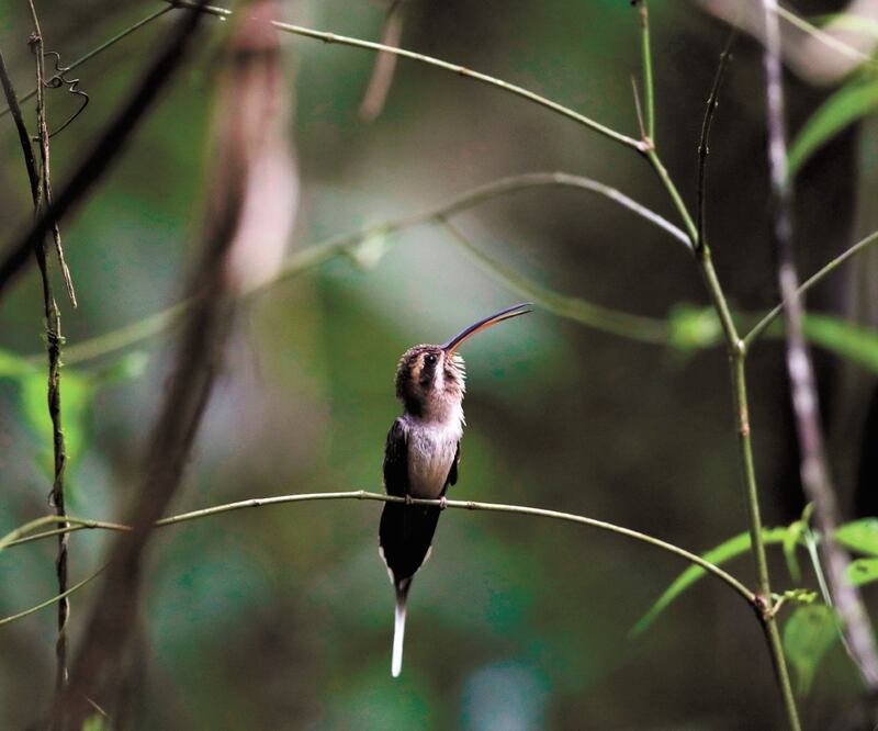 Los jardines para colibríes son una iniciativa de México, Estados Unidos y Canadá para crear espacios artificiales debido a la destrucción del hábitat natural. Foto: ARCHIVO EL UNIVERSAL