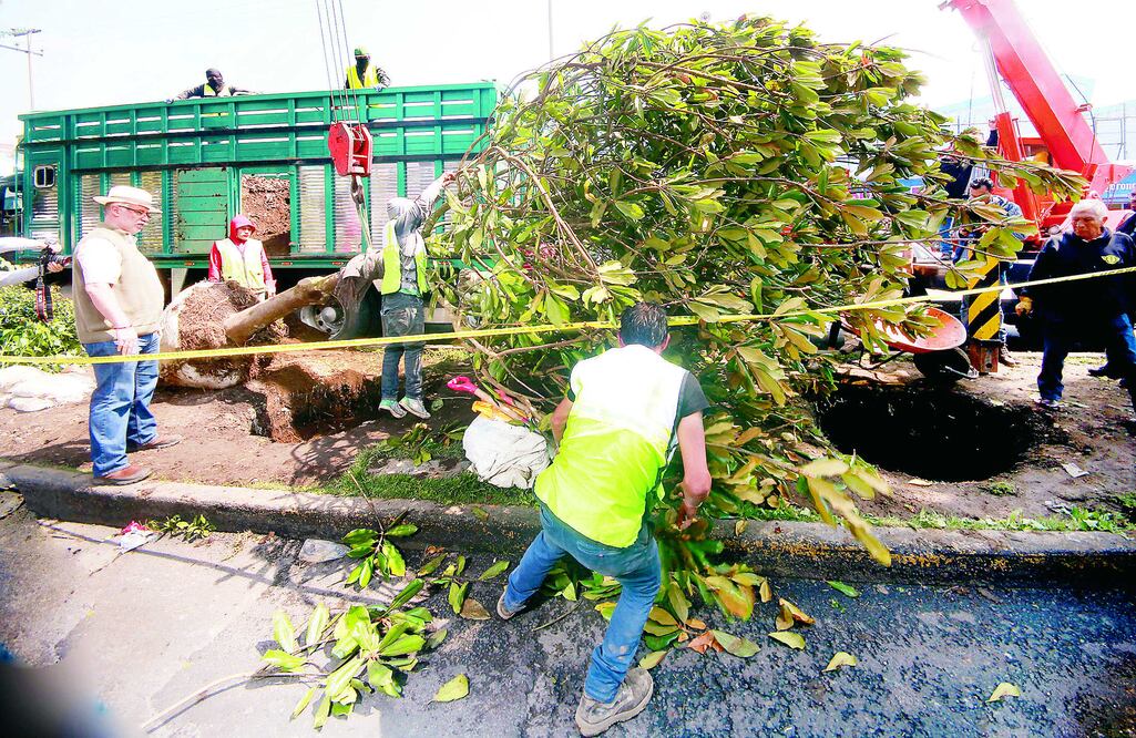 Funcionarios de Sobse y Medio Ambiente aseguran que realizan su mejor esfuerzo para salvar alrededor de 255 árboles, además de los 300 que ya se están reforestando en la zona de obra (ARCHIVO)