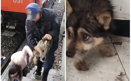 Rescate de perrito detiene marcha de trenes en la Línea B del Metro