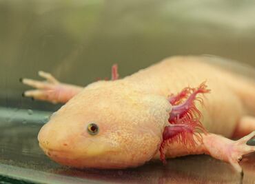 ¿Ya tienes planes para el fin? Sedema invita a celebrar el Día del Ajolote; estas son las actividades para el 1 y 2 de febrero