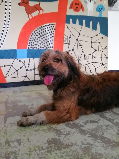 Perritos en adopción. FOTO: Especial/ EL UNIVERSAL/