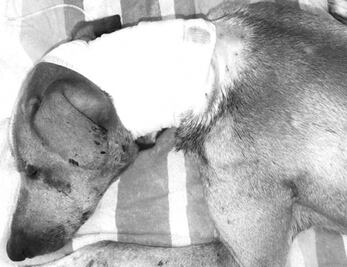 Diputados exigen investigación sobre crueldad animal en Sinaloa