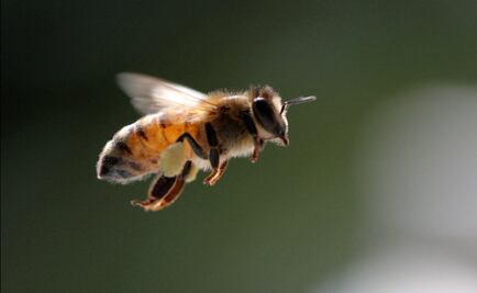 Without bees, the world would face a food crisis