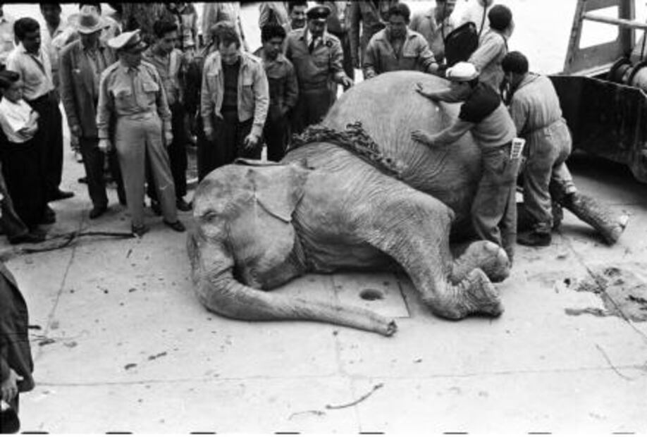 Una elefanta anduvo suelta en la ciudad