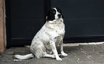 Kupata, el perrito callejero que ayuda a niños a cruzar la calle en Georgia