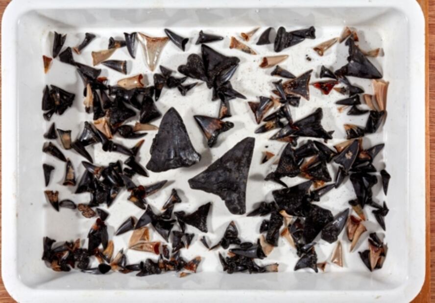 Descubren nueva especie de tiburón en Australia 