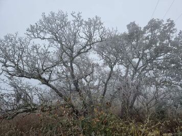 Helada pinta de blanco zonas de sierra en Tamaulipas; piden tomar precauciones