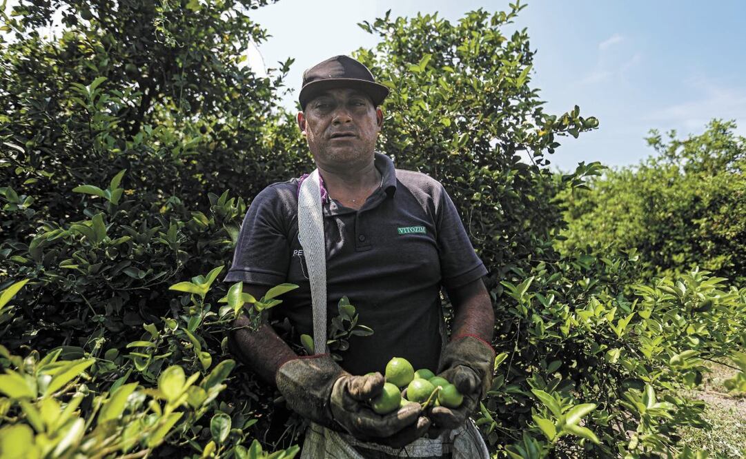 En algunas huertas del Valle de Apatzingán el corte de limón no paró, ya que los cortadores deben llevar el sustento a sus hogares. Foto: Gabriel Pano EL UNIVERSAL