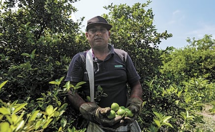 Crimen se embolsa 3 mil 600 mdp al año por extorsionar a limoneros