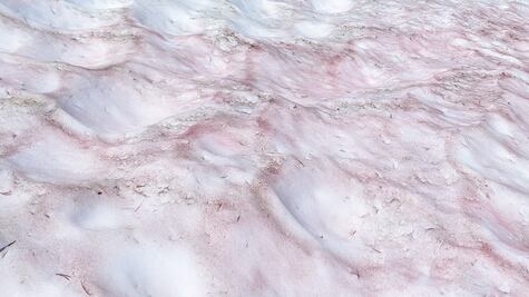 A qué se debe la extraña "nieve sandía" de las montañas del Parque Nacional de Yosemite