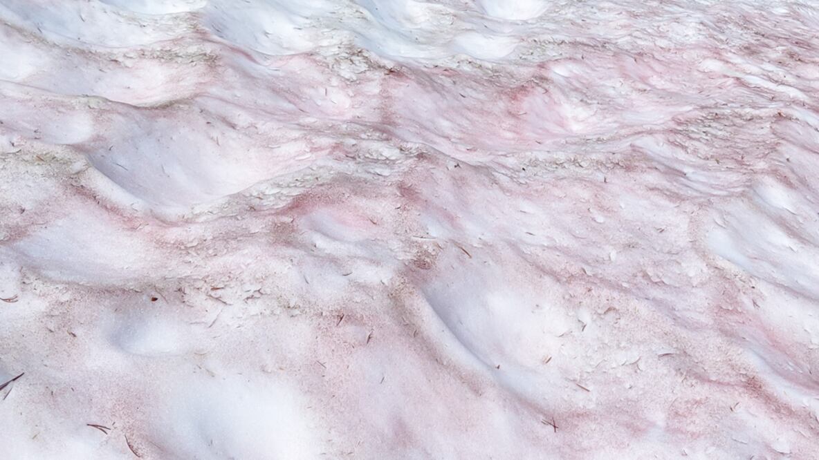 A qué se debe la extraña "nieve sandía" de las montañas del Parque Nacional de Yosemite