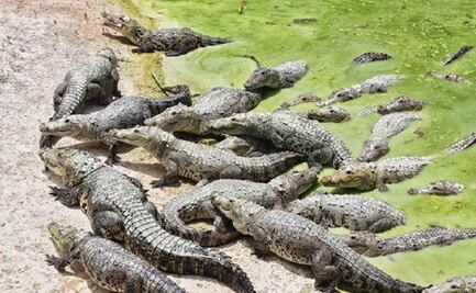 Capturan cría de cocodrilo en fraccionamiento de Mazatlán, Sinaloa