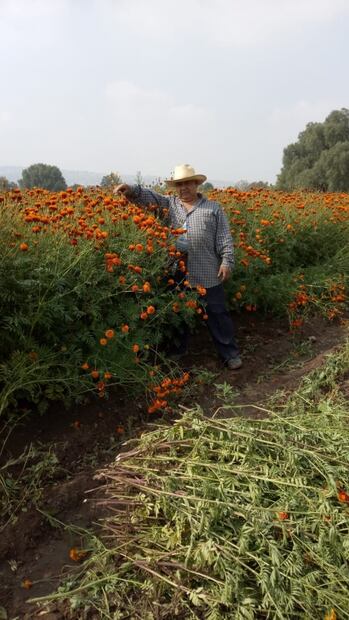 La flor que acompaña a nuestros muertos