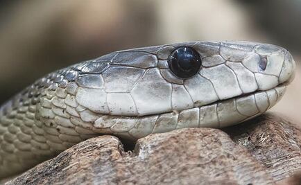 Serpientes, reptiles solidarios