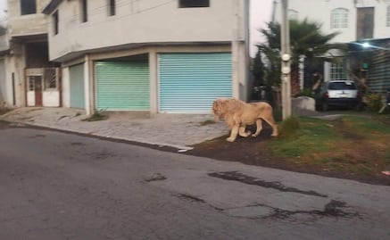¡Me pareció ver un lindo gatito! León causa alarma entre vecinos de Ocoyoacac, Edomex; autoridades ya investigan