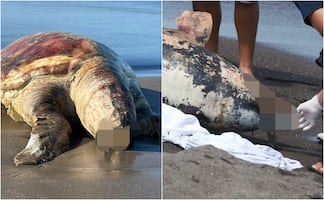 Derrame de petróleo en el Golfo de México; ¿qué especies marinas se ven afectadas por la expansión del crudo?
