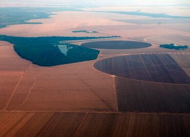 Soy boom consuming Brazil's tropical savanna