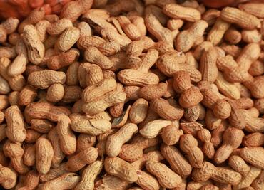 ¿Cuándo y dónde se llevará a cabo el Festival del Cacahuate?