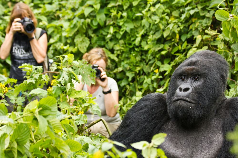 Dentro del parque se hacen caminatas guiadas para ir en busca de gorilas. (Foto: Visit Virunga)