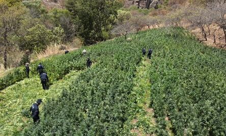 Destruyen más de 72 toneladas de marihuana en la sierra de Álamos, Sonora; en lo que va del año, suman más de 141 toneladas en 13 plantíos