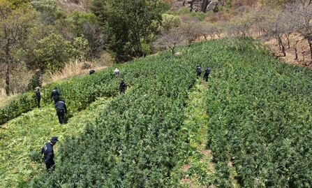 Destruyen más de 72 toneladas de marihuana en la sierra de Álamos, Sonora; en lo que va del año, suman más de 141 toneladas en 13 plantíos