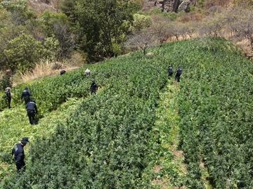 Destruyen más de 72 toneladas de marihuana en la sierra de Álamos, Sonora; en lo que va del año, suman más de 141 toneladas en 13 plantíos