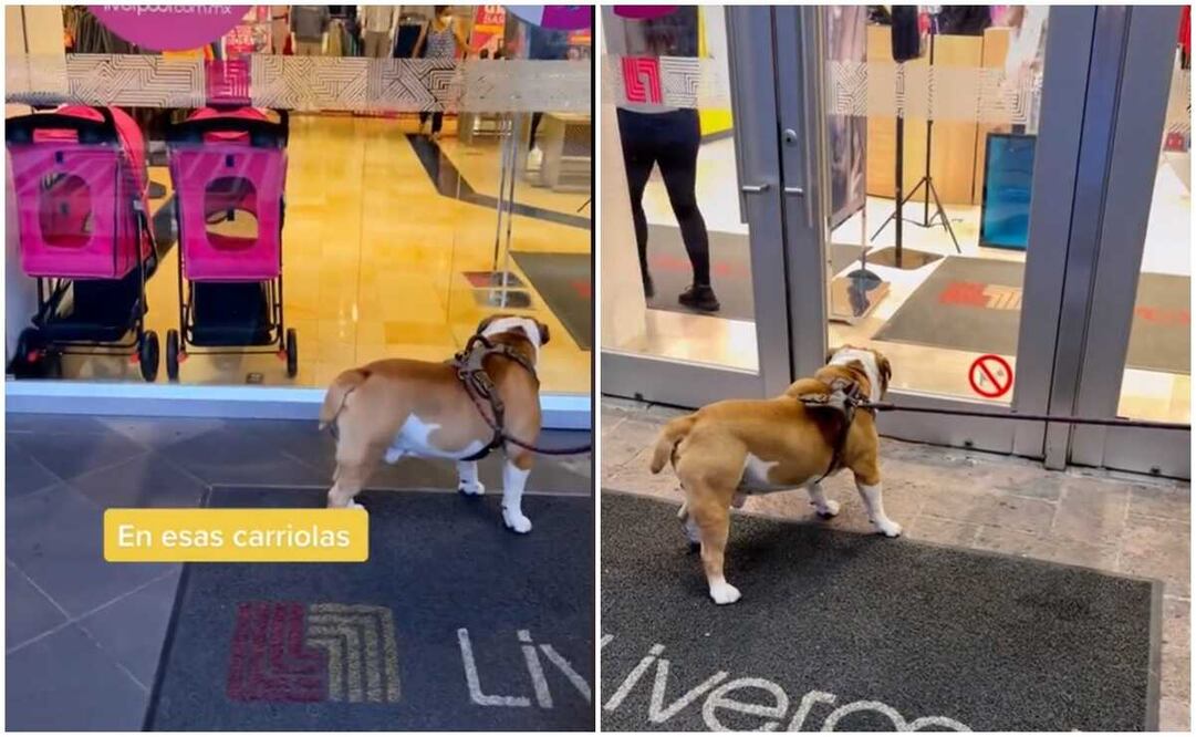 El perrito tuvo que volver a casa sin sus compras. Foto: captura de video 