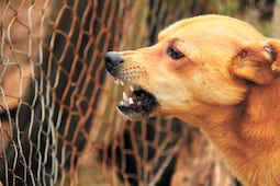 Chile es el primer país de Sudamérica en erradicar la rabia transmitida por perros; OMS reconoce cinco décadas de prevención