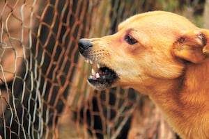 Chile es el primer país de Sudamérica en erradicar la rabia transmitida por perros; OMS reconoce cinco décadas de prevención