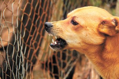 ¿Qué es la zoonosis y por que se debe atender inmediatamente? Esto dice el IMSS