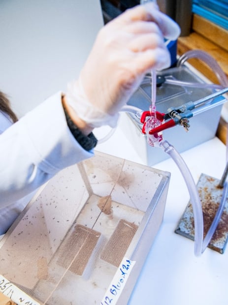 Con jugo de betabel, científicos producen sangre falsa para combatir al mosquito que transmite la malaria 