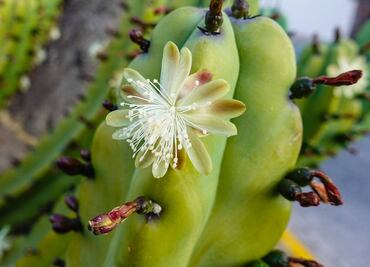 Aprende a elaborar una gordita con flores y salsa de xoconostle
